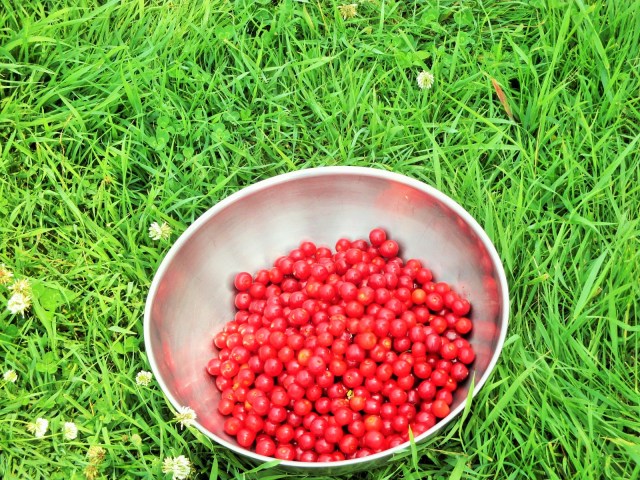 Fruit from the tree, work of human hands.