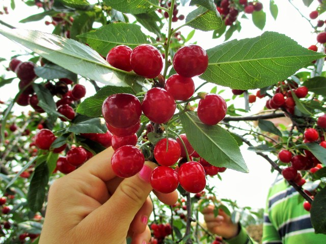 Beautiful crop of pie cherries!
