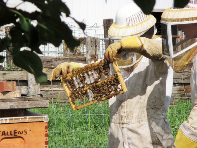 The girls were out caging the queen cells.