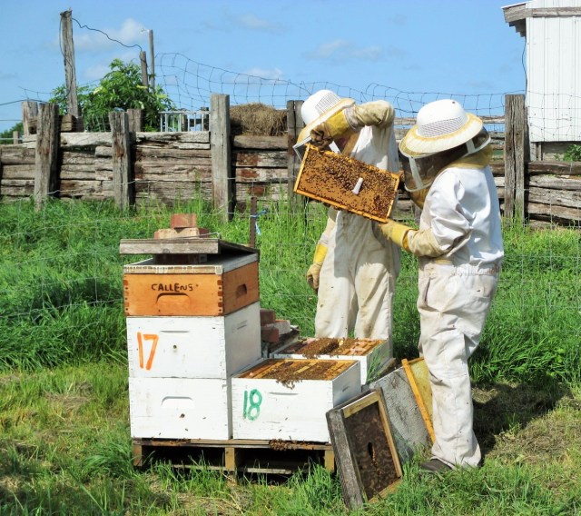 Adding a caged queen cell to a colony without a queen.