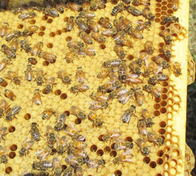 Virgin Queens still a bit small, Nicot Method.