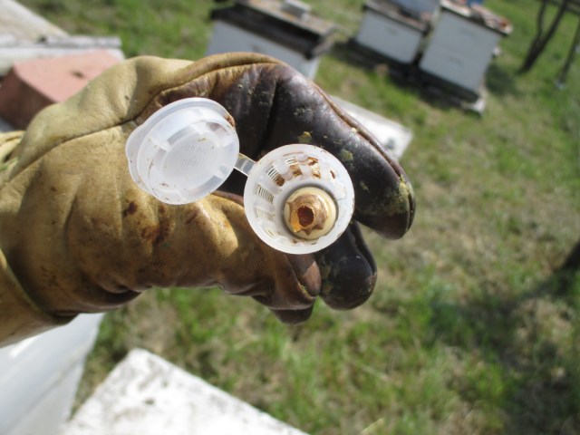 A queen cage with an empty queen cell which one of the new queens emerged.