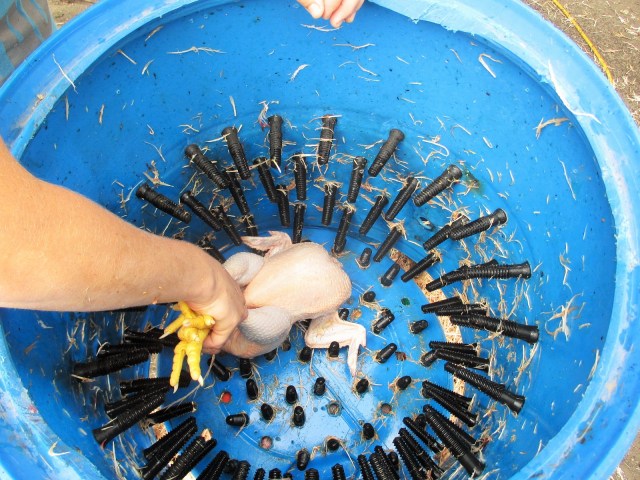 Marisa also ran the new chicken plucker Caleb put together.  