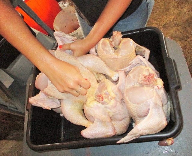 Draining the chickens before packaging.