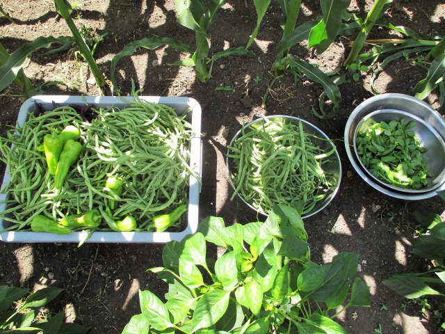 Garden fresh produce.