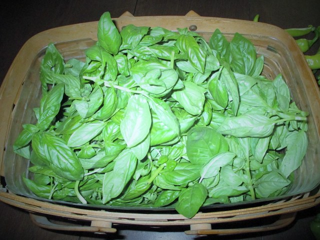 Sweet Italian Basil! We have harvested this 5 times so far. This is a must in my kitchen.