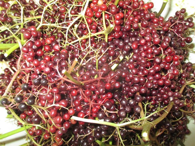 Elderberries for wine.