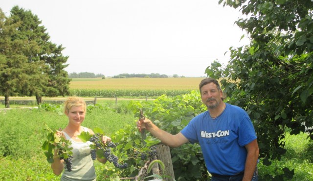 Marisa and Fred harvesting grapes. They filled 4 five gallon pails which I started juicing. We will be harvesting more tomorrow and I am juicing them down.
