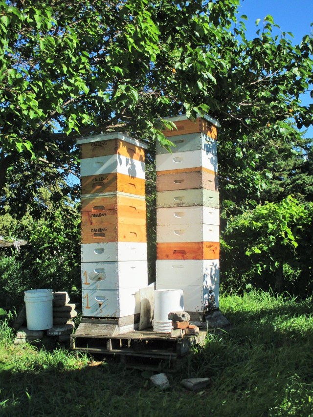 Honey supers the day of harvest. Beautiful!