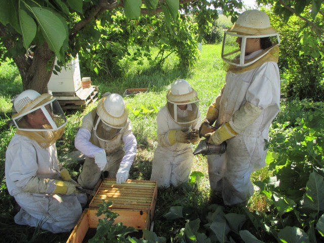 Marisa, Silvana, Maggie and my niece Chiara gathering the honey.