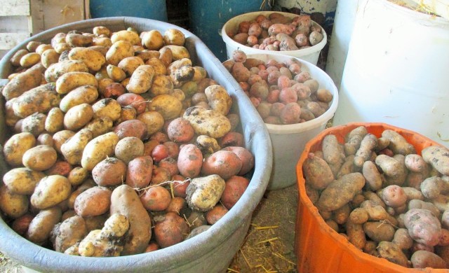 Potatoes to be served at least three times a day!
