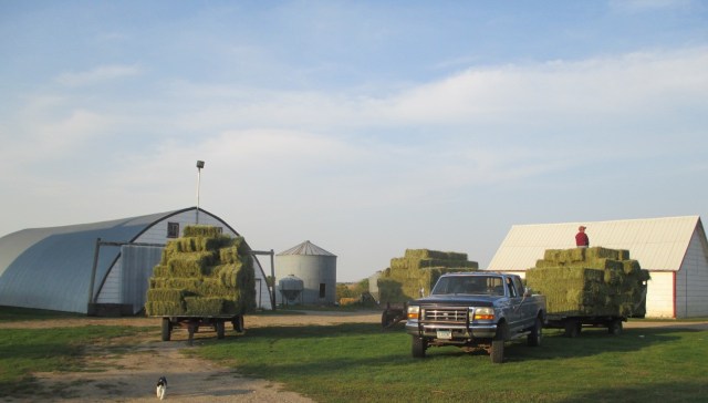Beautiful hay to be turned into meat and milk.