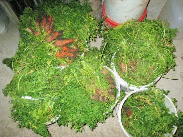 Carrots fresh from the garden in November.