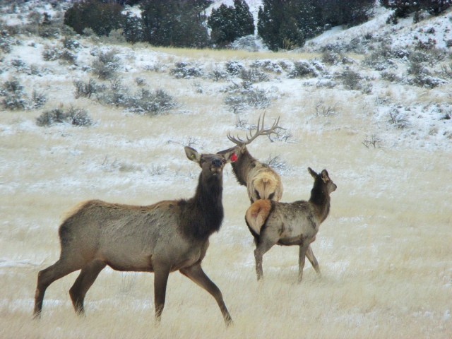 Elk hanging out on the side of the road.