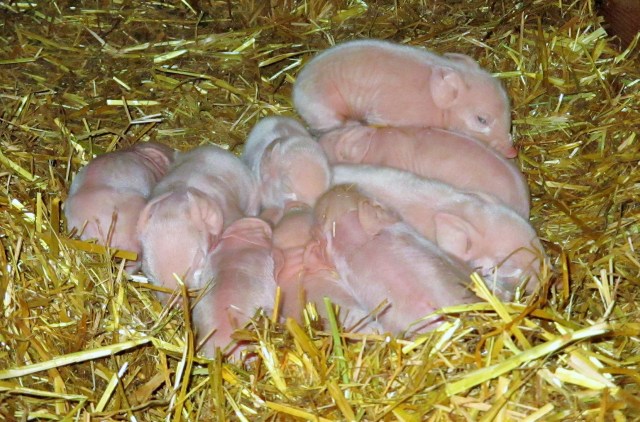 The cute piglets take after their father......Ruby is much better looking.