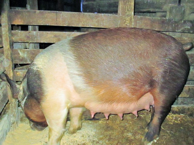 Meet Ruby, proud first time mother of 11 piglets!