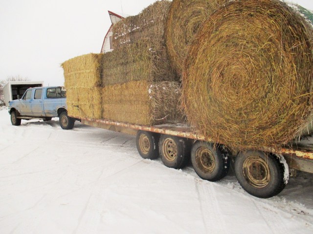 Straw and hay for the livestock.