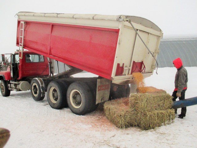 Beautiful Organic corn for the pig operation. From Carmen Fernholz farm.
