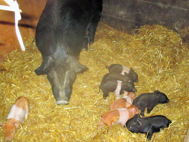 Can you find nine little piglets? 