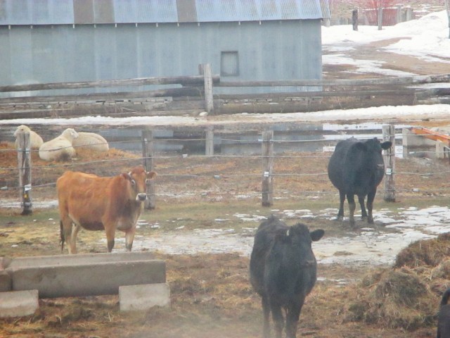 These supply us with yummy RAW milk. 