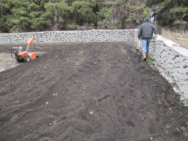 The tilled land ready for the potato seeds.