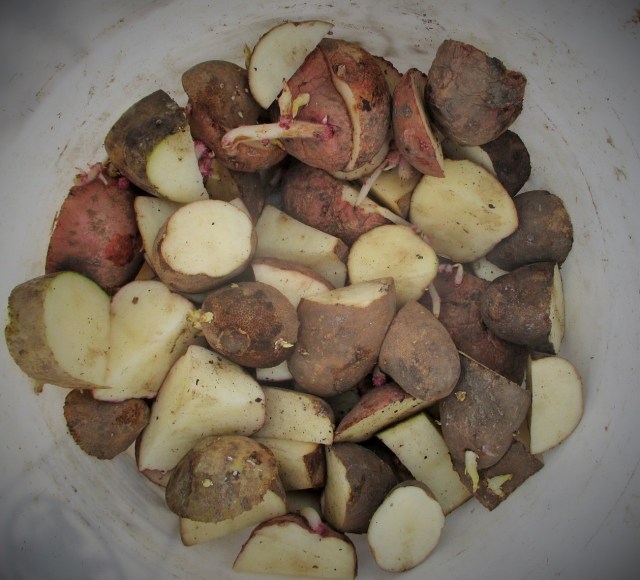 A mix of our own seed saved from 2015.