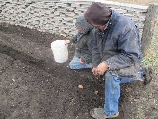 Fred and Mario planting a few rows of potatoes to keep our tradition alive.