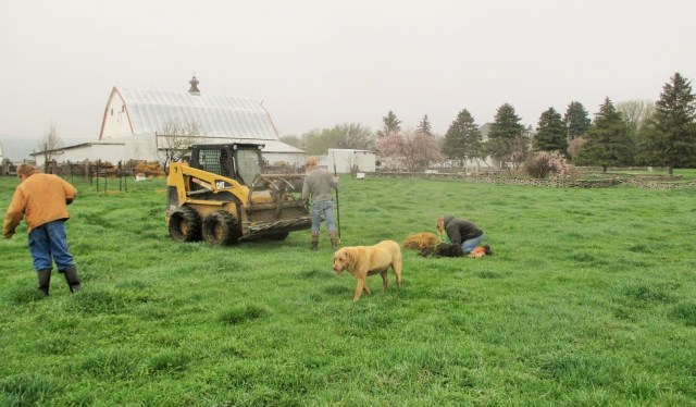 Planting the peach trees earlier this spring.
