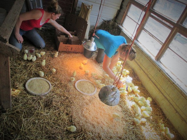 Our meat birds came in several weeks ago and are doing well.