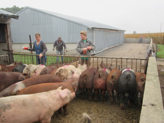 Getting ready for shipping on a rainy day.