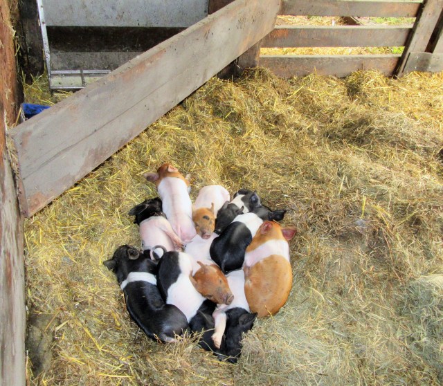Happy piggies on the Callens Farm.