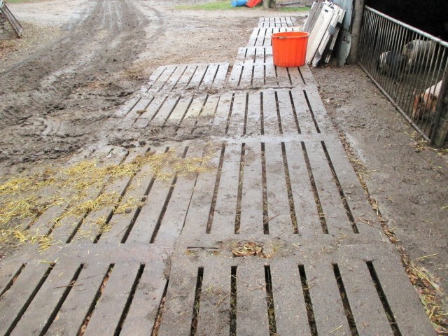 Old Hog slats make for instant mud relief! Fred put these in all over the farm to keep the hogs out of the mud and make driving and walking easier.