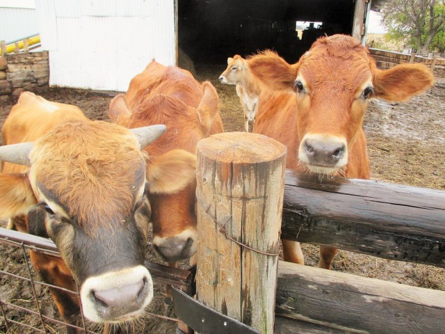 After all....man cannot live on pork alone!!