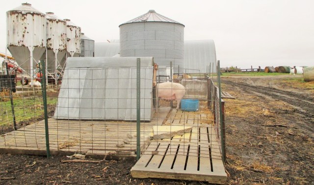 One mans junk is another mans treasure! More bins from Denny purchased at a good deal for the girls. This little area is for boars, gilts and sometimes sows that are in between breeding or farrowing.