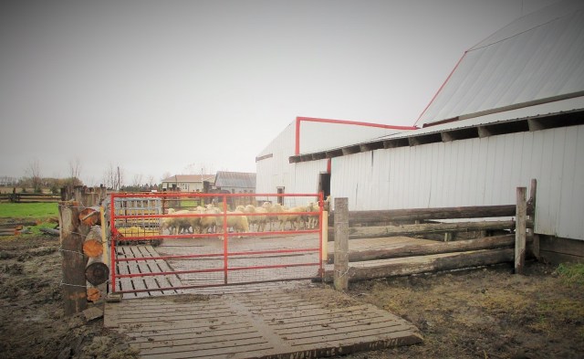 This East facing pen has been given a face lift. Since this photo was taken we now have 20 head of bred gilts in it. Thank God for cement!