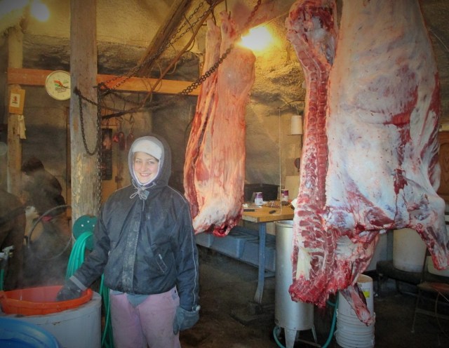 Okay lets get this straight. We did the hog, steer and then the roosters all in one day. All went well until the deep freeze hit that night. I mean deep, deep freeze. We lived through it and I am packing the new bacon this evening.