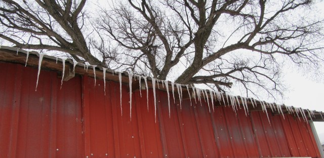 Iced roof but warm chickens within.
