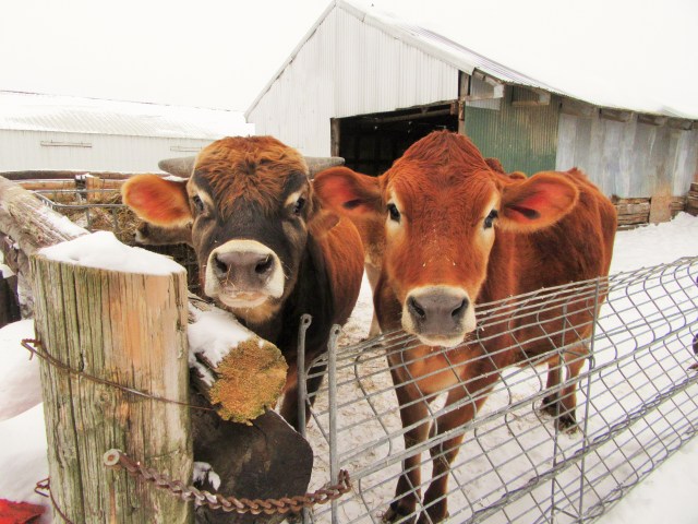 Curious Jersey's enjoy the action!