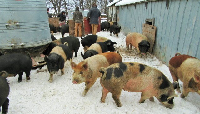 Sorting the largest hogs for market.