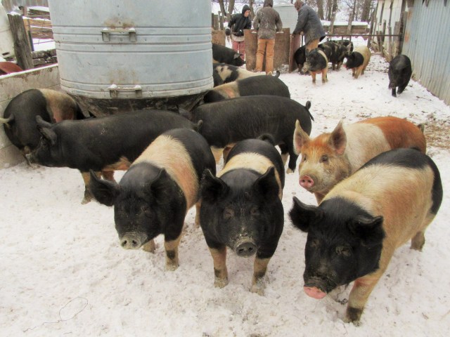 Here's the bacon ready for shipping to Iowa!