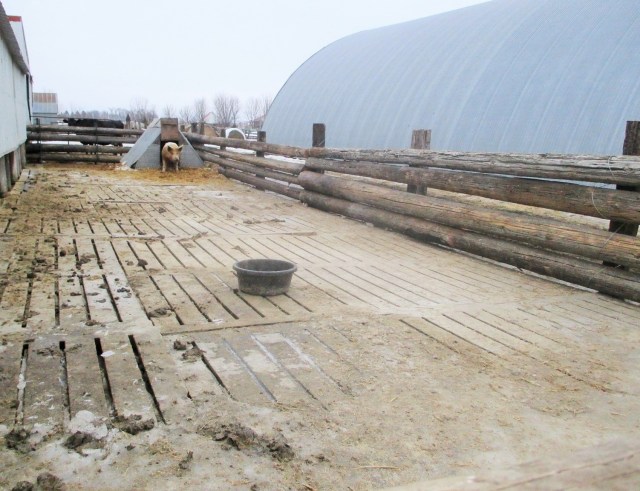 Lonely boar missing the gilts. He tries to stay warm in the hut without the ladies!