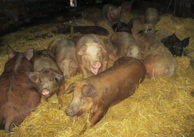 Happy bred gilts stay warm and cozy snuggled up together in a warm bed of straw. They don't seem to care about the boars do they?