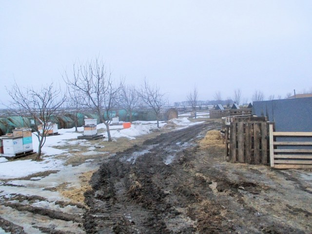 A muddy and dreary day on the farm. 