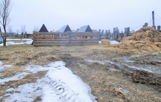 The farrowing huts are being used as calf huts for a couple of weeks. They are snug and the calves are doing great.