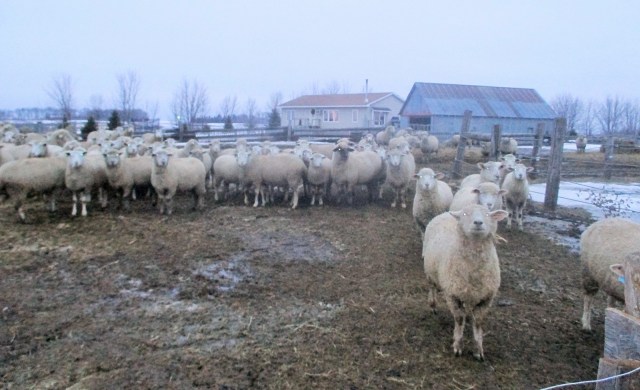 Despite the dreary weather these bred ewes and lambs (75) remain happy and with good appetite. They are due to start lambing April 1. 
