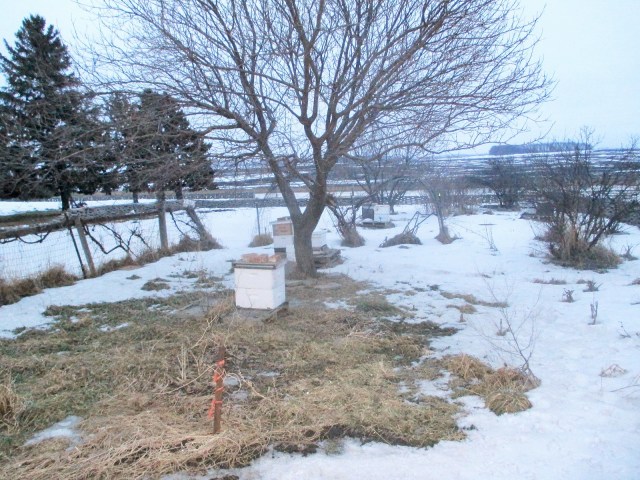 Some of the hives next to the orchard and garden during a long winter.