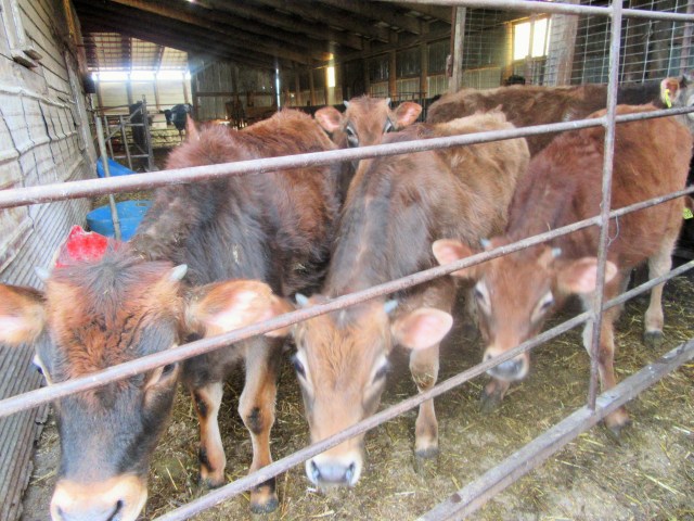 Some of the cattle are excited just before we moved them into the arena. 