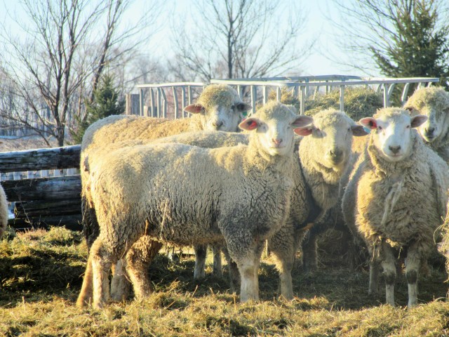 These lovely sheep are scheduled for a "hair cut" on March 2! Aren't they lovely?