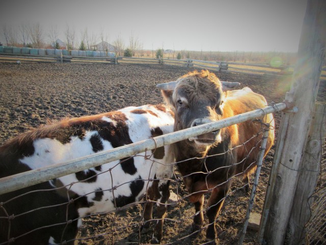 This bull is no longer needed.