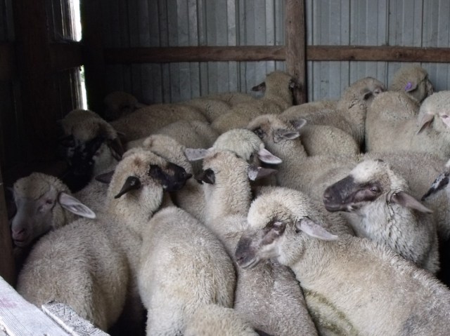 lambs sheared 079